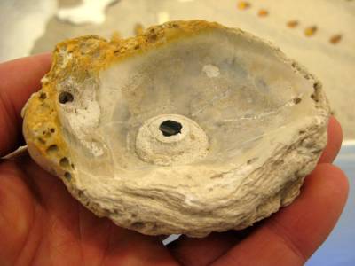 'Auster mit Feuersteinperle'. Fossile Austernmuschel, partiell geschliffen und poliert. Gestaltet von Matzi Müller, im Atelier Donnerkeil auf Kap Arkona.