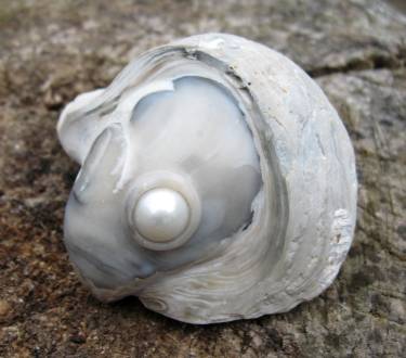 'Frosch'. Fossile Austernmuschel, partiell geschliffen und poliert. Gestaltet von Matzi Müller, im Atelier Donnerkeil auf Kap Arkona.